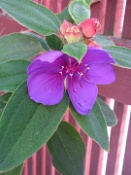 Soft Purple Petals.JPG